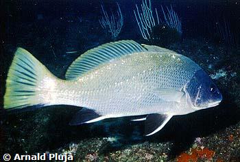 Corvina negra (Sciaena umbra)  (c) Arnald Pluj