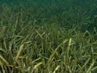 Posidonia oceanica - Altina