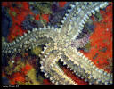 Estrella de mar común - Masthasterias glacialis