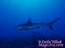 Aunque es potencialmente peligroso, es un pez tímido que mantienen las distancias. Es el tiburón más común en el Caribe.