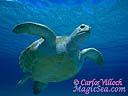 Las tortugas pasan toda su vida en el mar, salvo cuando salen a la playa en la que nacieron a desovar. Todas las especies están amenazadas.