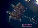 Una tortuga y su reflejo nadando junto a la superficie del mar