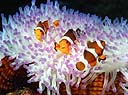 Varios peces payaso Amphiprion ocellaris en su anémona