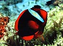 Un pez payaso Amphiprion sp. sobre su anmona, con la que convive en simbiosis