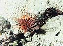 Un pez escorpin, el Pterois antennata