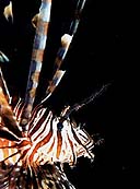 El más famoso y bello de los peces escorpión, el Pterois volitans