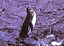 El pingüino de Humboldt. Galapágos se encuentra en el radio de acción de una corriente de agua fría, que tiene como consecuencia la gran productividad de sus aguas y la presencia de pingüinos