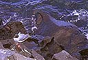 Gaviota en las rocas cercanas al mar