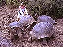 Las tortugas gigantes han bautizado este archipiélago administrado por Ecuador. Estos reptiles habían sido capturados para ser almacenados en las bodegas de barcos balleneros con el objectivo de servir como alimento a la tripulación.