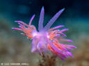 Flabellina affinis