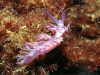 Flabellina affinis