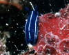 Hypselodoris orsinii