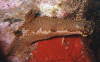 Hypselodoris picta