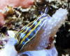 Hypselodoris villafranca