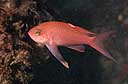 Tres colas (Anthias anthias)