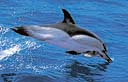 El delfín común (Delphinus delphis) se caracteriza por un patrón de color, que forma en sus flancos un dibujo que recuerda un reloj de arena.