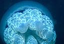 Medusa Rhizostoma pulmo