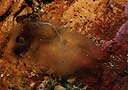 Especie sin identificar