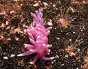 Flabellina pedata