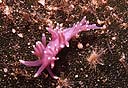 Flabellina pedata