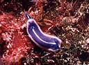 Hypselodoris orsinii