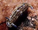 Hypselodoris valencienne