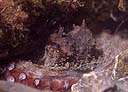 Pop (octopus vulgaris)