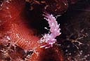 Nudibranquio Flabellina pedata