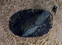 Velella velella