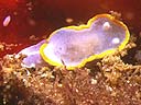 Diaphorodoris luteocincta