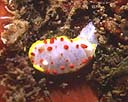 Diaphorodoris papillata