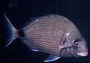 Sargo (Diplodus sargus)