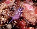 El nudibranquio Flabellina pedata