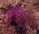 Flabellina affinis