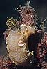 Hypselodoris picta