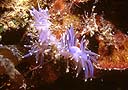 Flabellina pedata