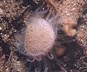 Aquest bivalve el vam trobar sota una roca.