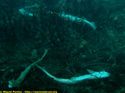 Tiburones "gato" (Scyliorhinus canicula) muertos sobre la posidonia...