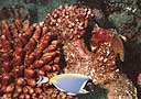 Acanthurus leucosternon