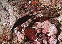 Gomphosus caeruleus