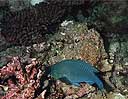 Scarus sordidus