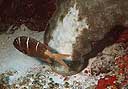 Abudefduf notatus