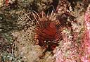Pterois antennata
