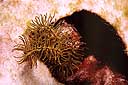 Comanthus parvicirrus