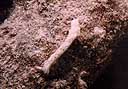 Plakobranchus ocellatus