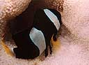 Amphiprion clarkii
