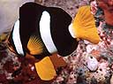 Amphiprion clarkii