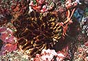 Comanthus parvicirrus