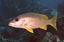 Lutjanus monostigma
