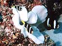 Amphiprion clarkii